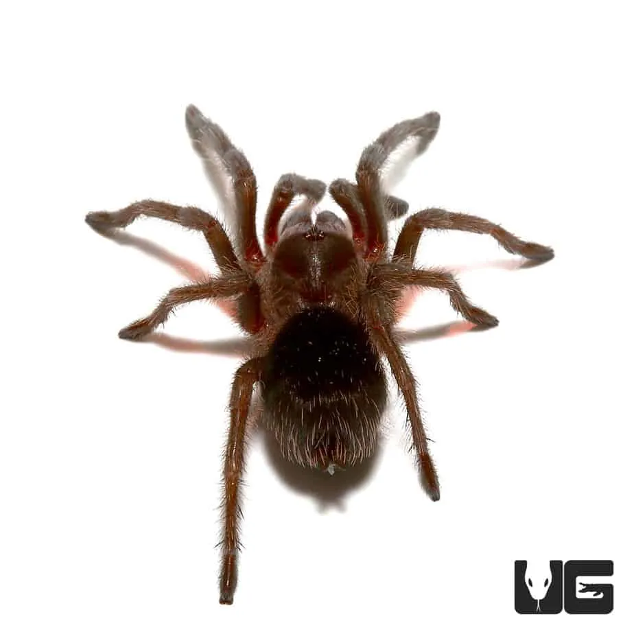 17195 black tarantula feeding