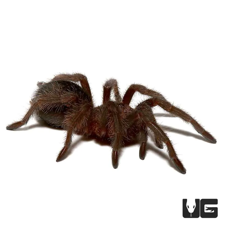 17195 black tarantula in habitat