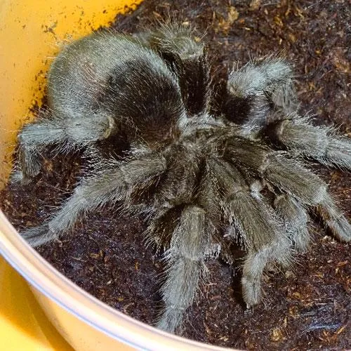 17195 tarantula enclosure setup
