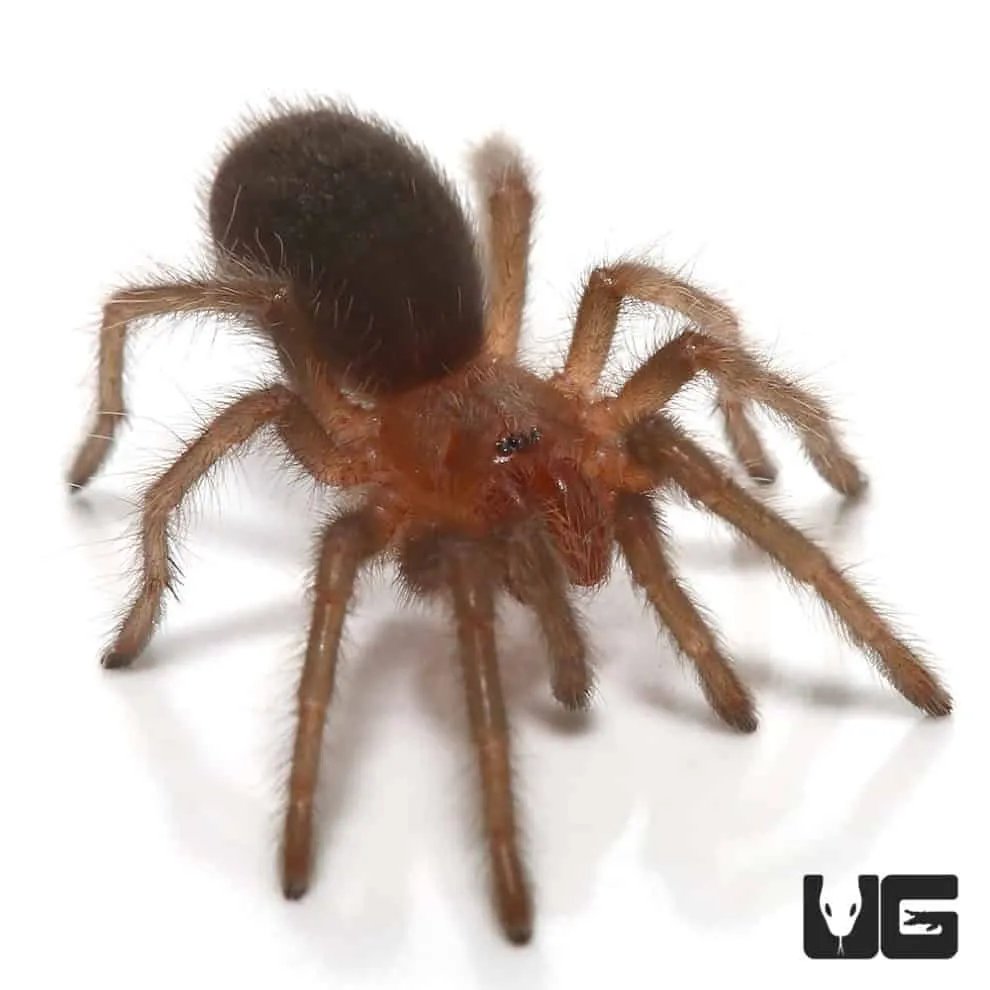 17195 tarantula morph variation
