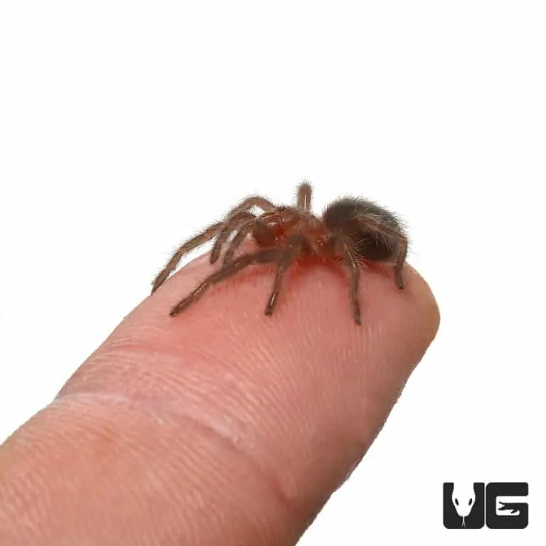 /img/17195-tarantula-online-retailer.webp