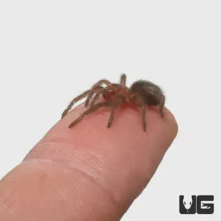 /img/17195-tarantula-online-retailer.webp