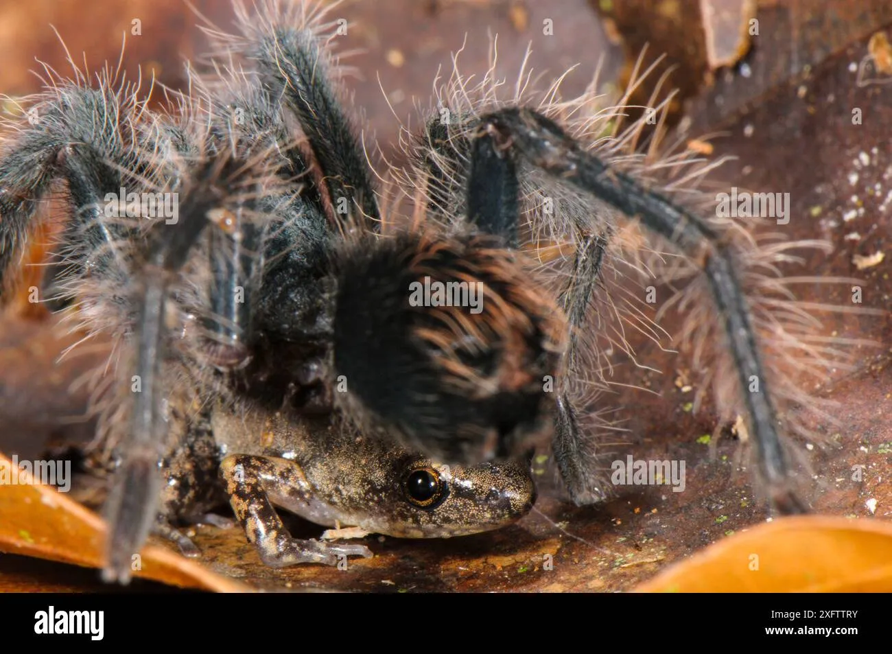 /img/17196-conservation-efforts.webp