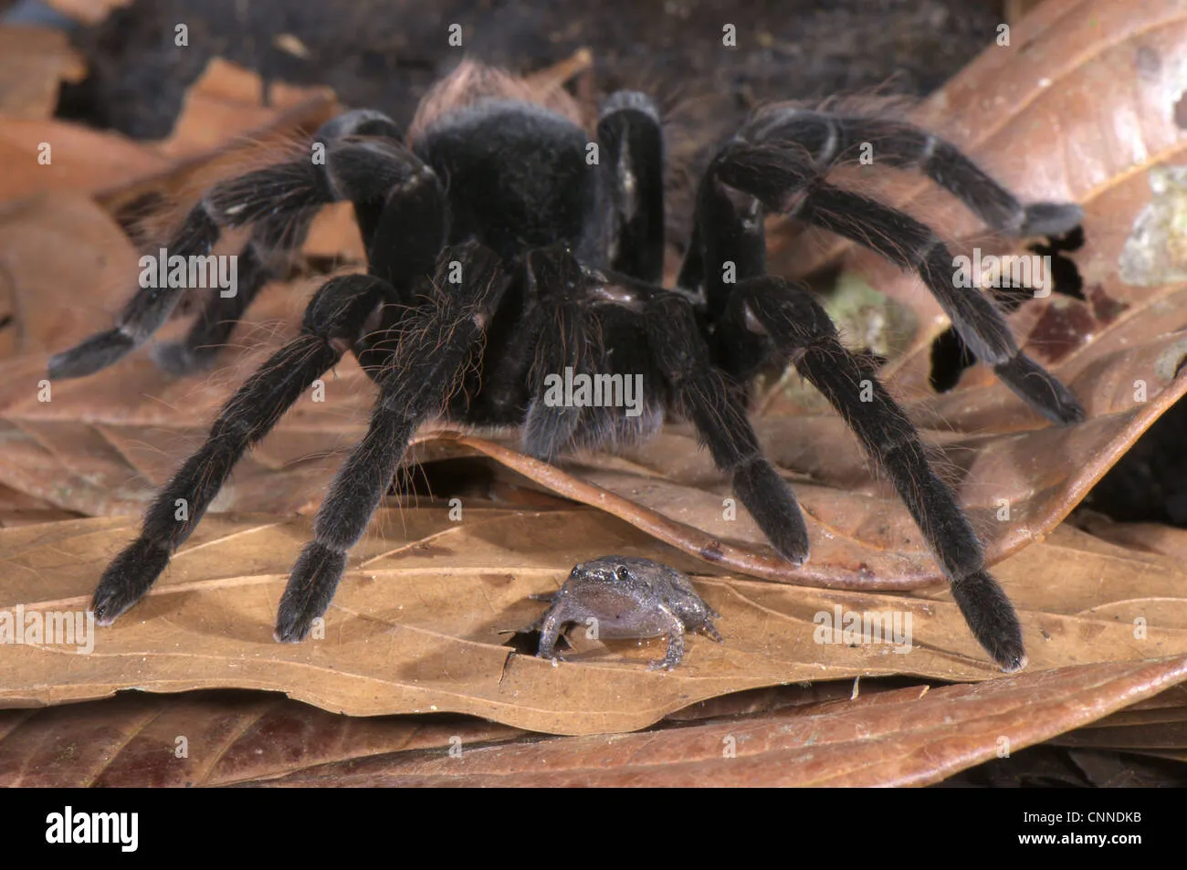 17196 tarantula camouflage