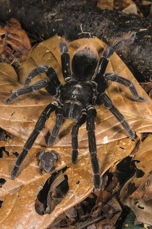 17196 tarantula desert