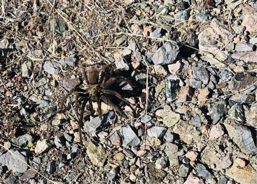 17197 doctor treating tarantula bite