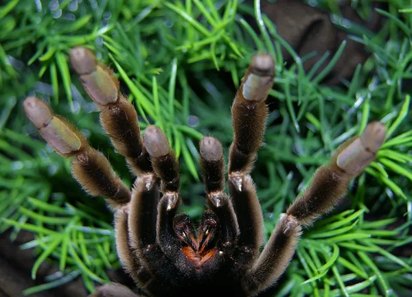17197 identifying tarantula bite