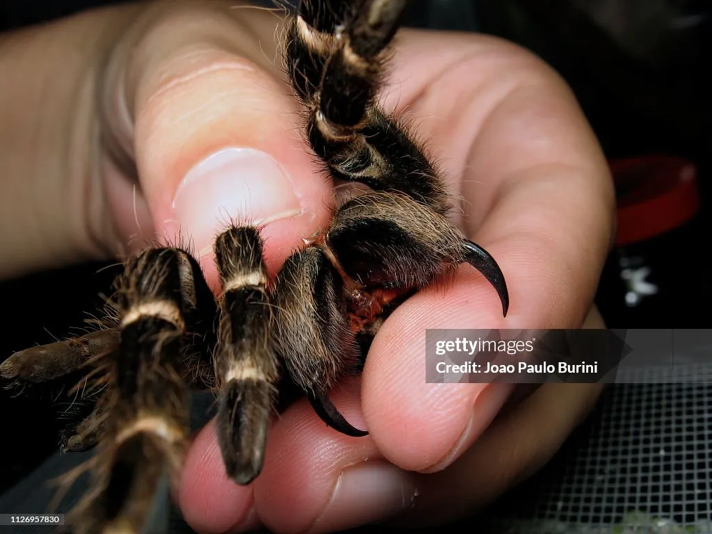/img/17197-tarantula-bite-prevention.webp