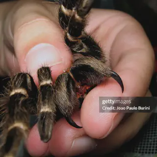 /img/17197-tarantula-bite-prevention.webp