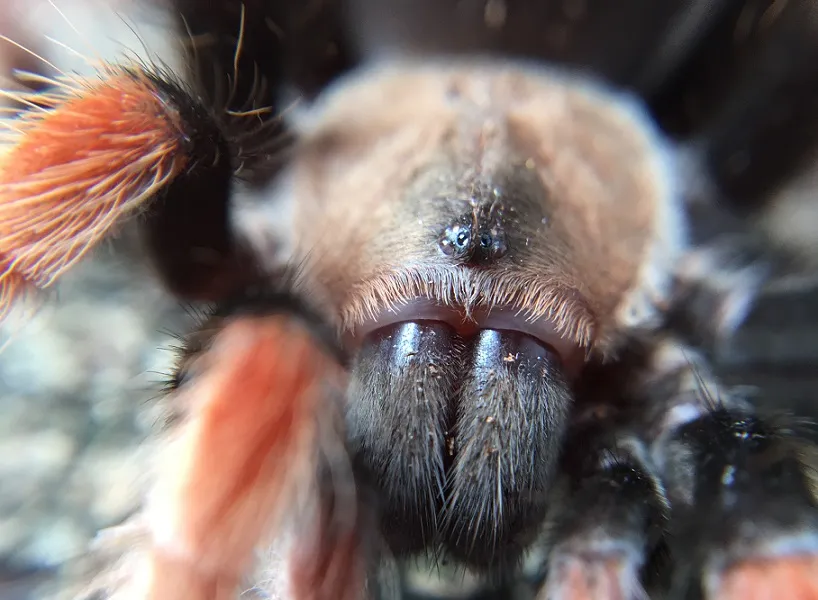17197 tarantula in nevada