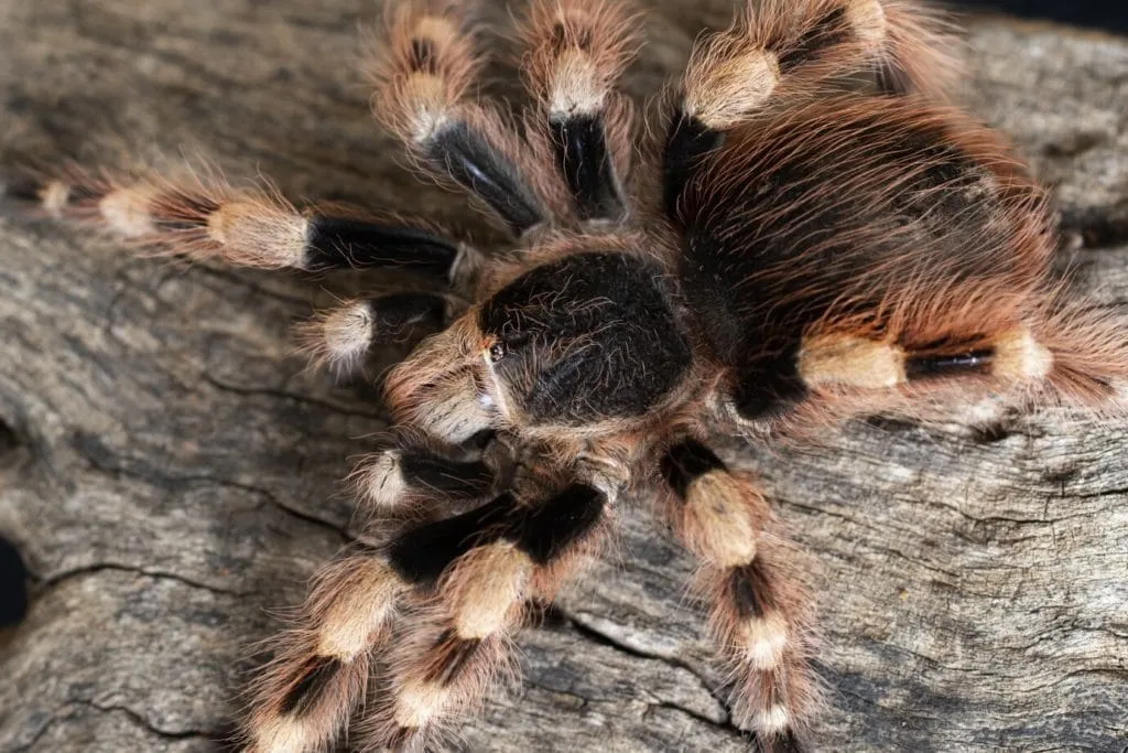 17198 giant wolf spider hunting