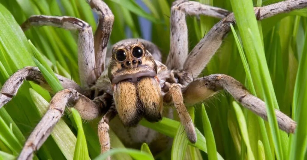 17198 spider habitat