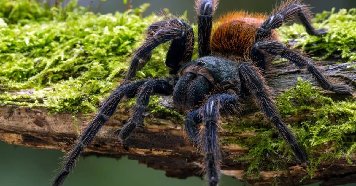 /img/17198-spider-strength-factors.webp