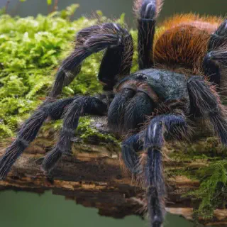 /img/17198-spider-strength-factors.webp