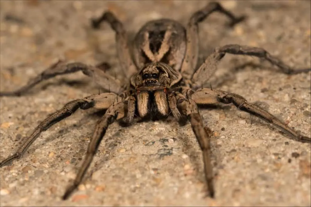 17198 spider venom comparison
