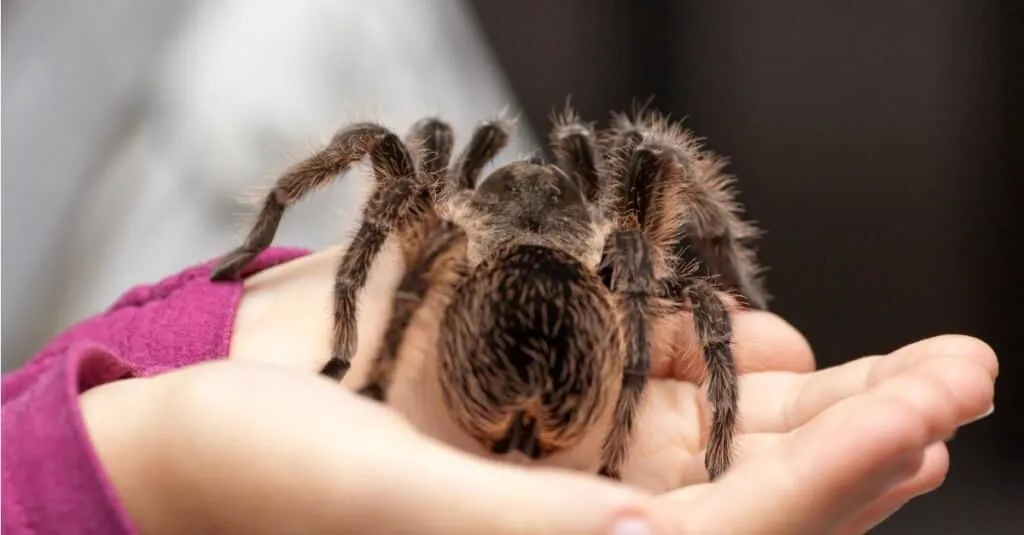 17198 tarantula fangs