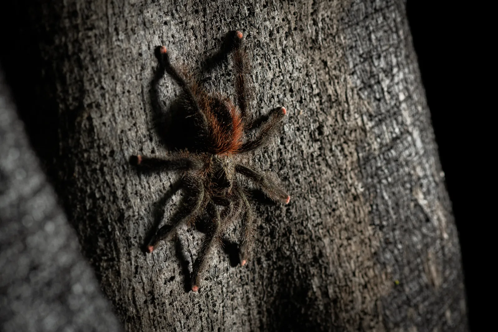 17199 pink knee tarantula handling