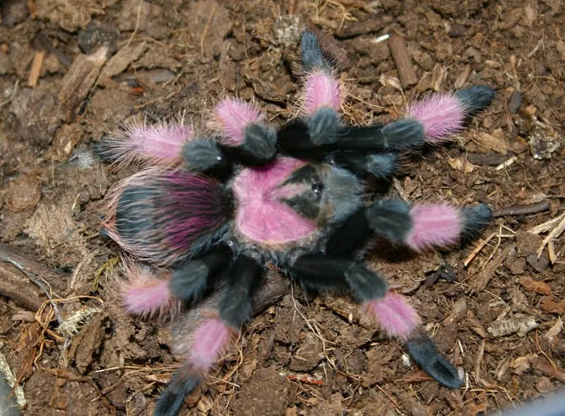 17199 pink knee tarantula molting