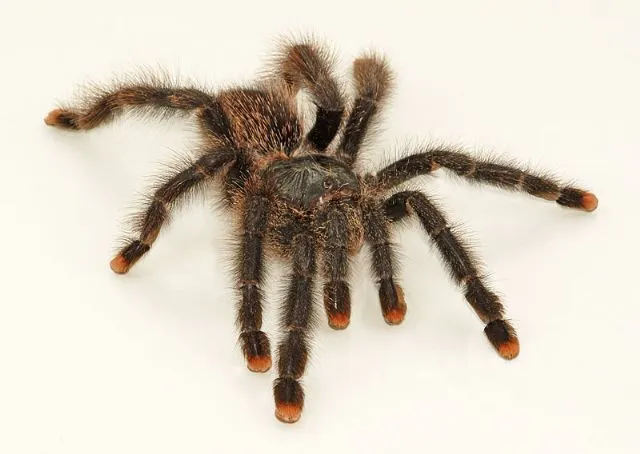 17199 pink knee tarantula substrate