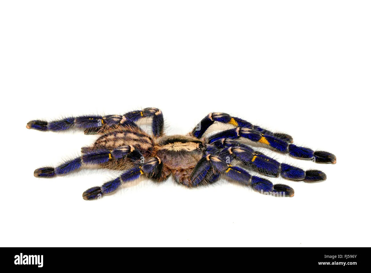 17200 gooty tarantula burrow