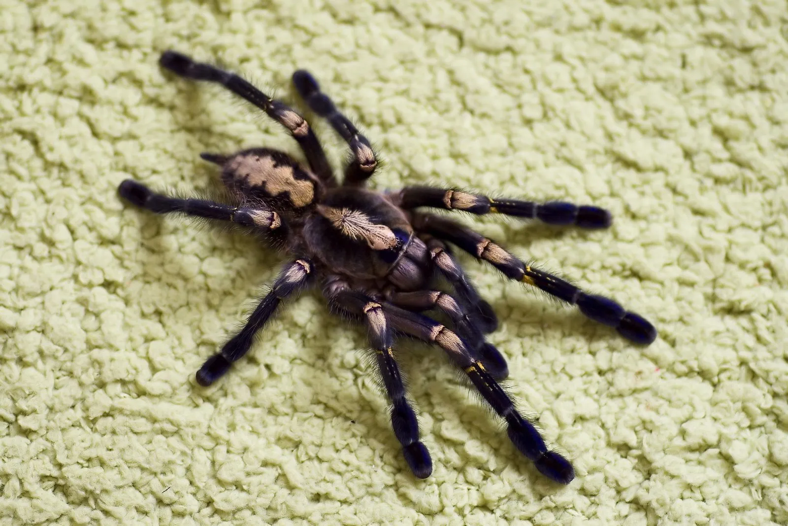 17200 gooty tarantula conservation