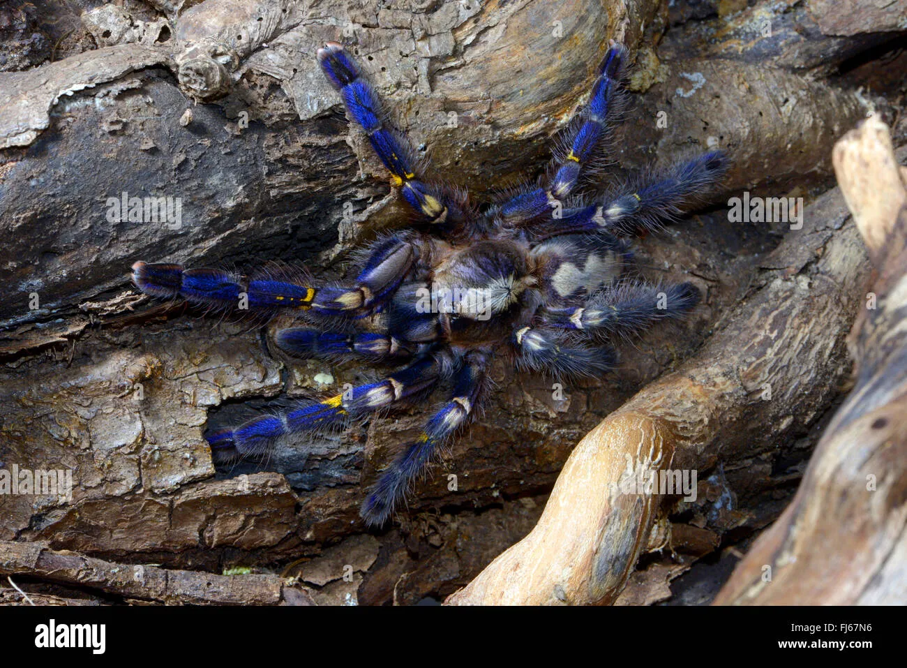 17200 gooty tarantula defensive
