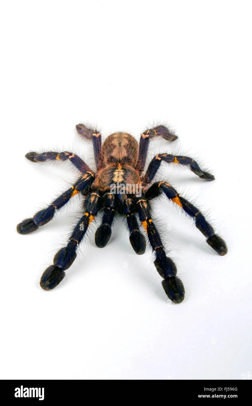 17200 gooty tarantula feeding