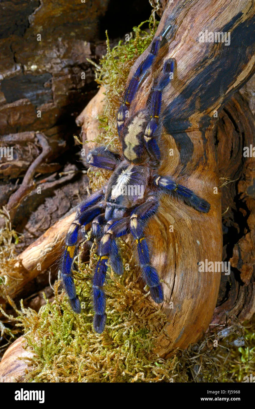 17200 gooty tarantula habitat