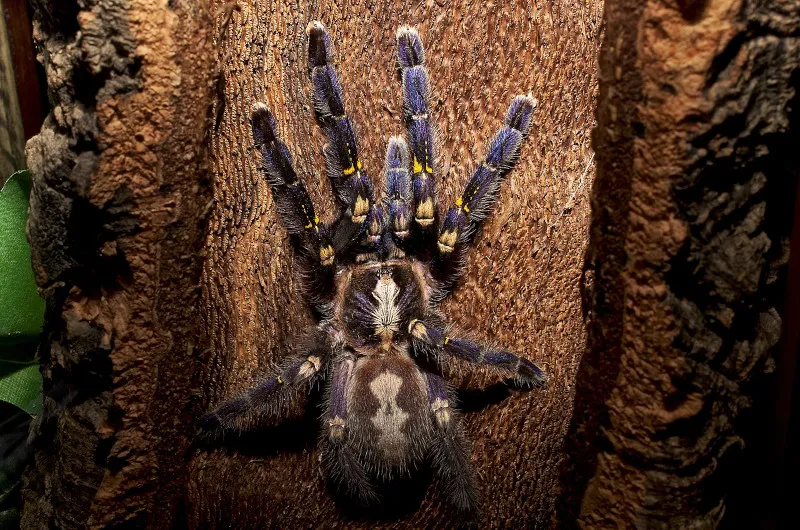 /img/17200-gooty-tarantula-lifespan.webp