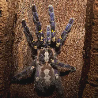 /img/17200-gooty-tarantula-lifespan.webp