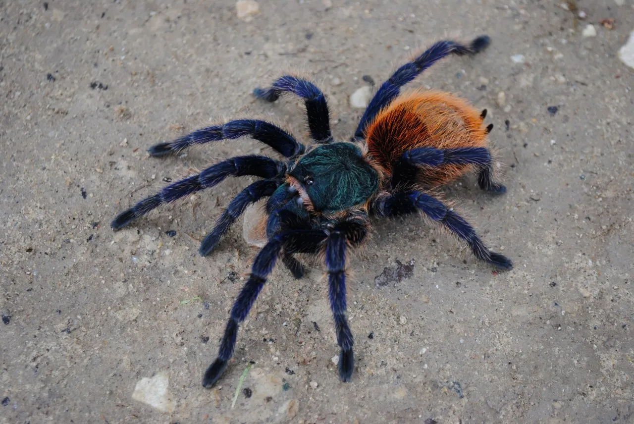 17200 gooty tarantula size