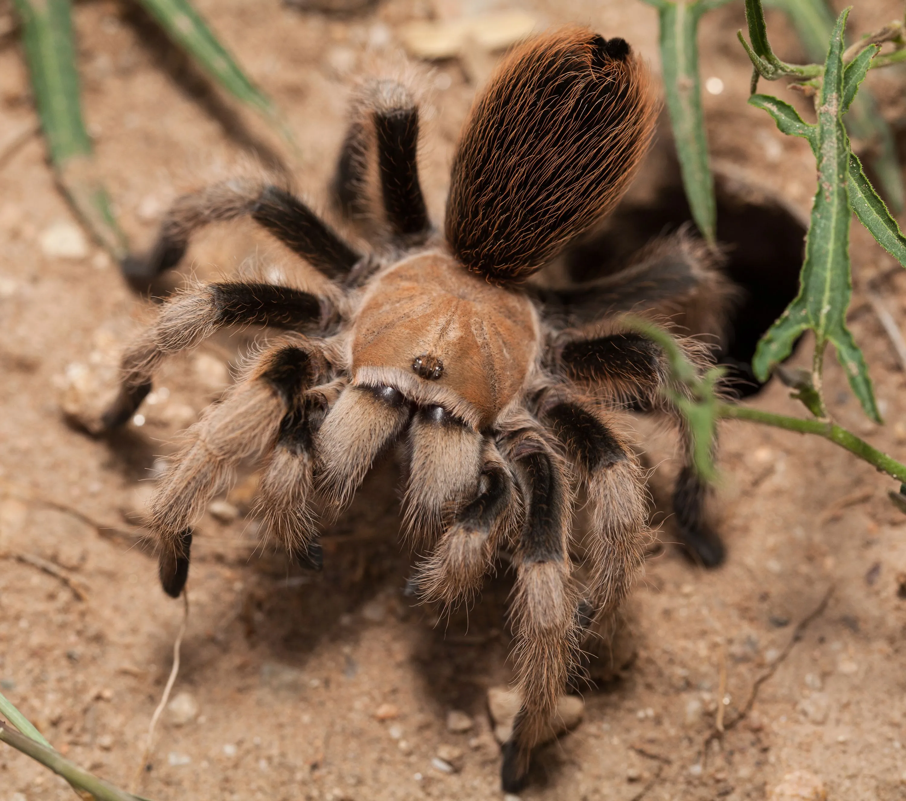 /img/17202-tarantula-handling.webp