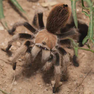/img/17202-tarantula-handling.webp