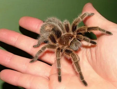 17202 tarantula species diversity