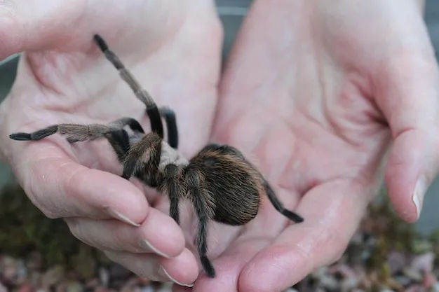 17203 tarantula handling