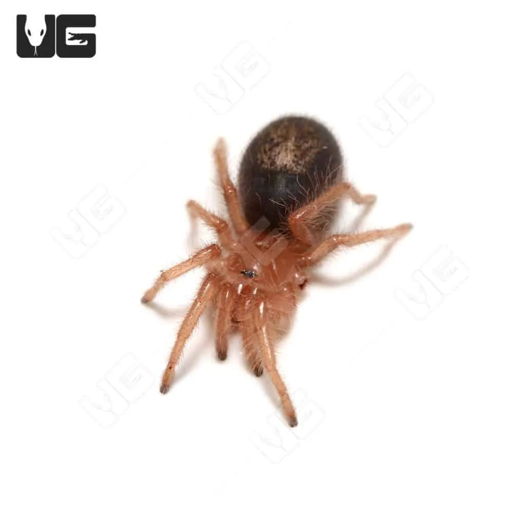 17206 chaco golden knee tarantula close up