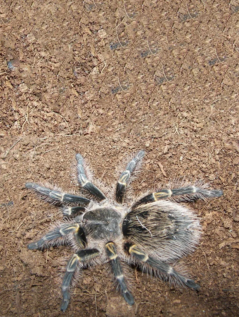 17206 chaco golden knee tarantula feeding