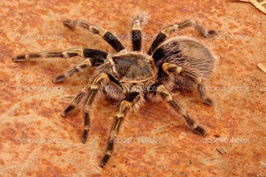 /img/17206-chaco-golden-knee-tarantula-substrate.webp