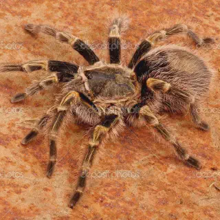 /img/17206-chaco-golden-knee-tarantula-substrate.webp