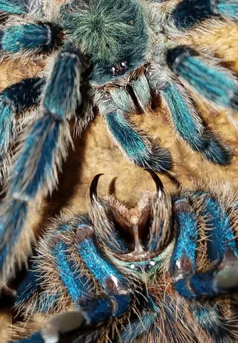 17207 dwarf beauty tarantula close up