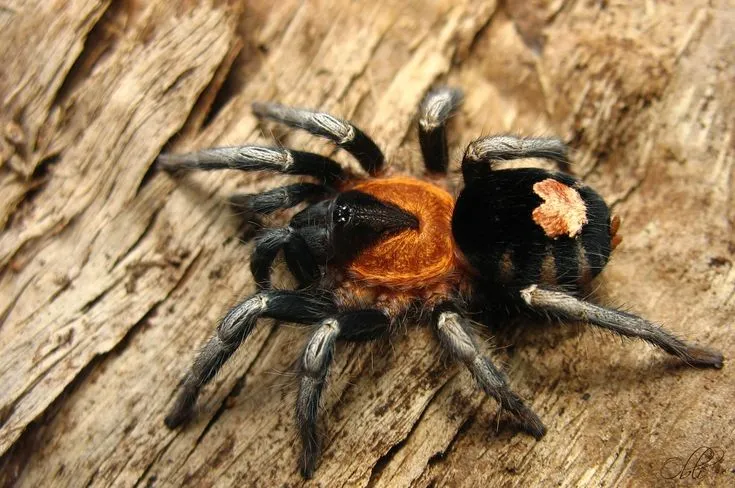 17207 dwarf beauty tarantula feeding