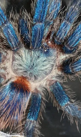 17207 dwarf beauty tarantula habitat
