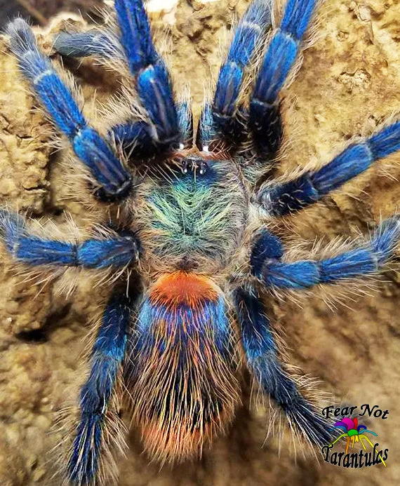 17207 dwarf beauty tarantula handling