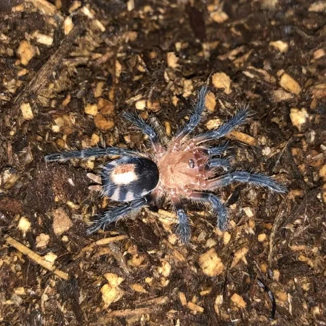 17207 dwarf beauty tarantula molting
