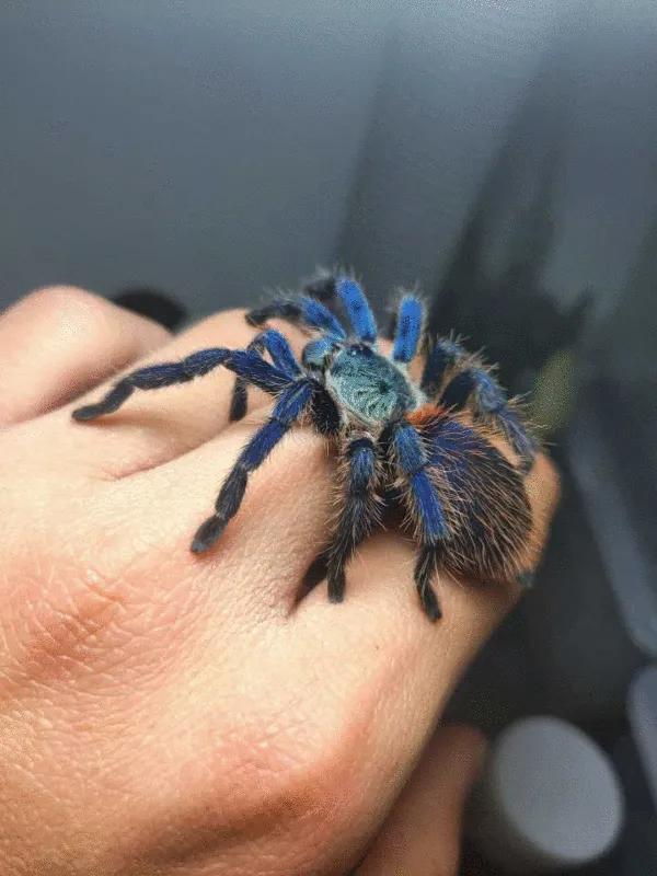 /img/17207-dwarf-beauty-tarantula-size-comparison.webp