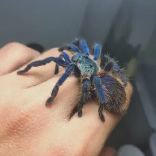 /img/17207-dwarf-beauty-tarantula-size-comparison.webp
