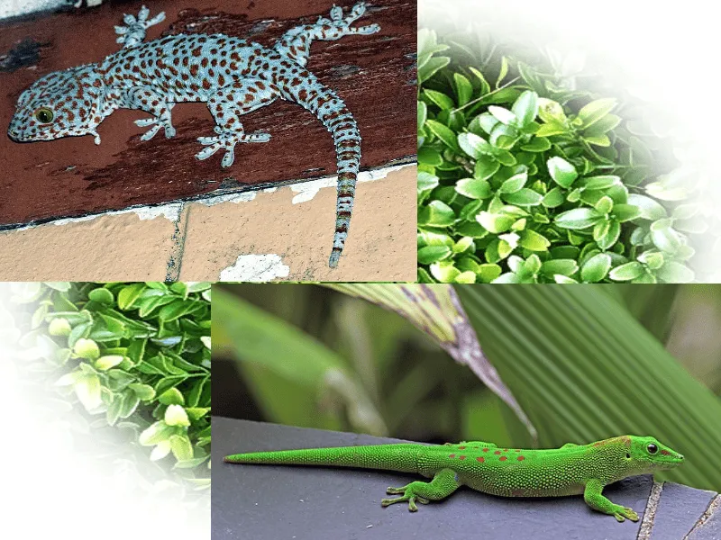 /img/17208-gecko-vs-tarantula-battle.webp
