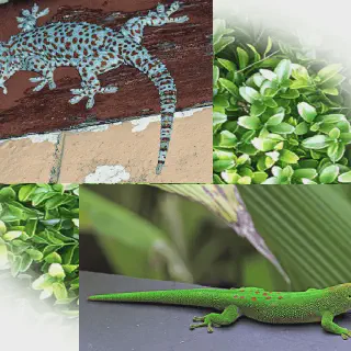 /img/17208-gecko-vs-tarantula-battle.webp