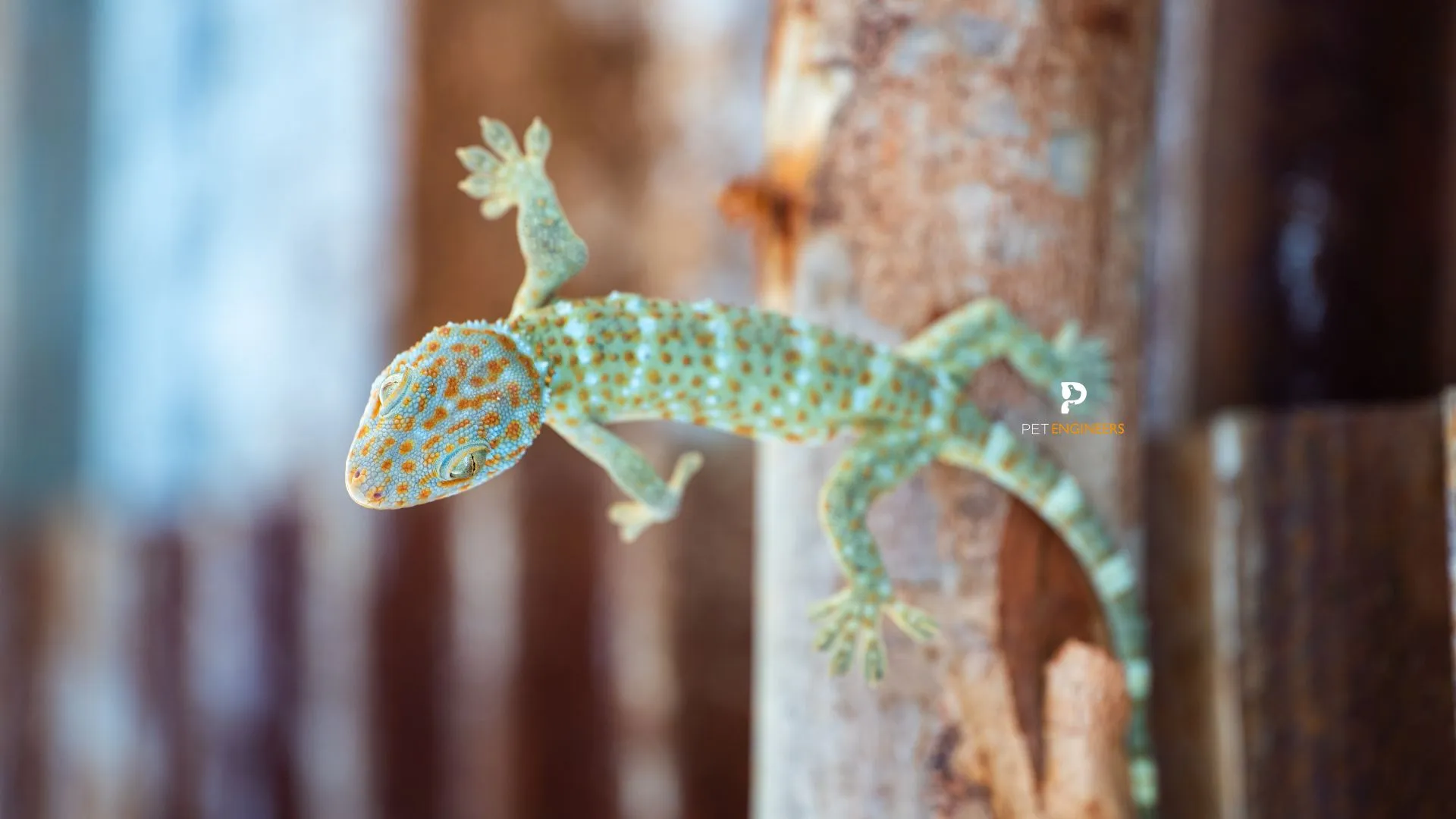 17208 tokay gecko appearance