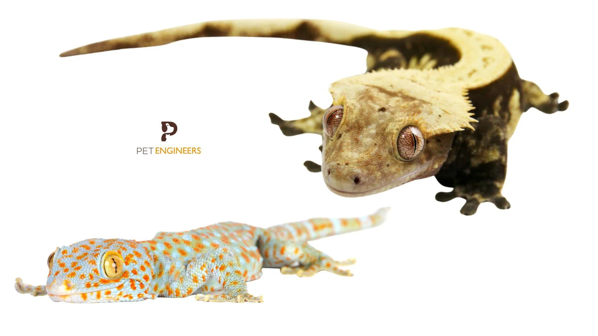 17208 tokay gecko size